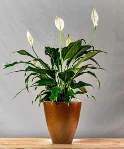 Garden Goods Direct Peace Lily House Plants 20 Garden Goods Direct Peace Lily House Plants