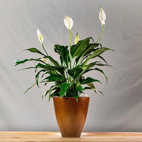 Garden Goods Direct Peace Lily House Plants 8 Garden Goods Direct Peace Lily House Plants