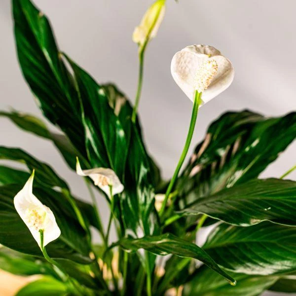 Garden Goods Direct Peace Lily House Plants 2 Garden Goods Direct Peace Lily House Plants