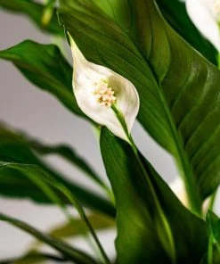 Garden Goods Direct Peace Lily House Plants 15 Garden Goods Direct Peace Lily House Plants