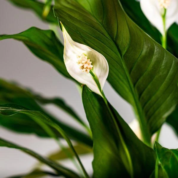 Garden Goods Direct Peace Lily House Plants 3 Garden Goods Direct Peace Lily House Plants