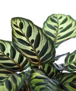 Garden Goods Direct House Plants Calathea Makoyana