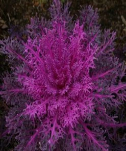 Garden Goods Direct Annuals Kale Peacock Red