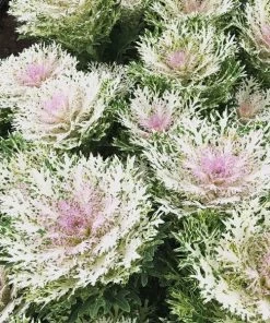 Garden Goods Direct Kale Peacock White Annuals