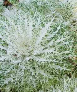 Garden Goods Direct Kale Peacock White Annuals 6 Garden Goods Direct Kale Peacock White Annuals