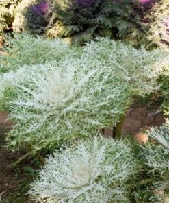 Garden Goods Direct Kale Peacock White Annuals