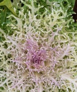 Garden Goods Direct Kale Peacock White Annuals 7 Garden Goods Direct Kale Peacock White Annuals