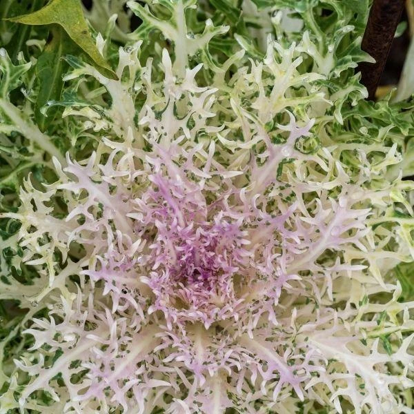 Garden Goods Direct Kale Peacock White Annuals 4 Garden Goods Direct Kale Peacock White Annuals