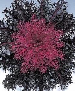 Garden Goods Direct Annuals Kale Peacock Red