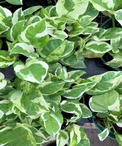 Garden Goods Direct Pearls And Jade Pothos House Plants 6 Garden Goods Direct Pearls And Jade Pothos House Plants