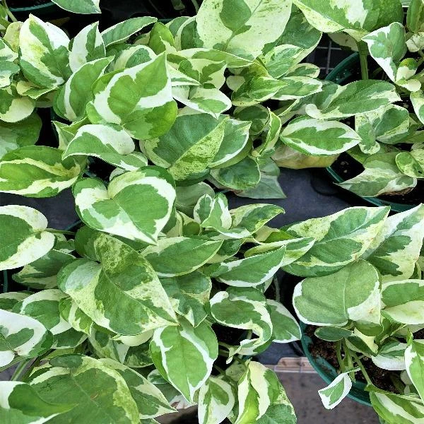 Garden Goods Direct Pearls And Jade Pothos House Plants 3 Garden Goods Direct Pearls And Jade Pothos House Plants