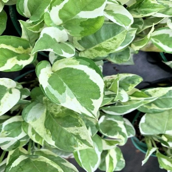 Garden Goods Direct Pearls And Jade Pothos House Plants 1 Garden Goods Direct Pearls And Jade Pothos House Plants