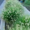 Garden Goods Direct Pennisetum Little Bunny