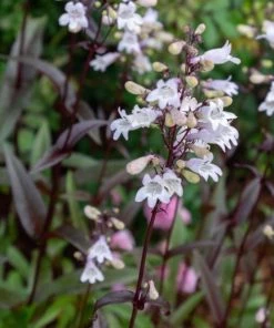 Garden Goods Direct Perennials Penstemon Husker Red