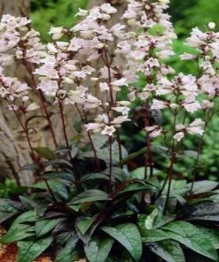Garden Goods Direct Perennials Penstemon Husker Red
