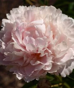 Garden Goods Direct Perennials Shirley Temple Peony 7 Garden Goods Direct Perennials Shirley Temple Peony