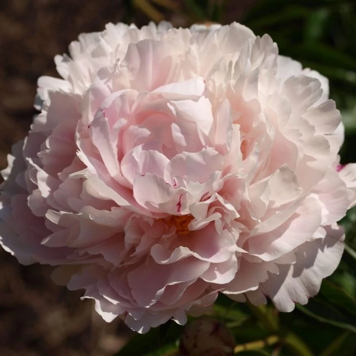 Garden Goods Direct Perennials Shirley Temple Peony 4 Garden Goods Direct Perennials Shirley Temple Peony