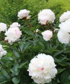 Garden Goods Direct Perennials Shirley Temple Peony