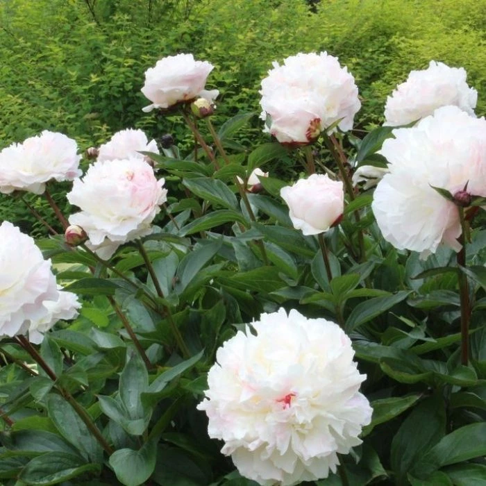 Garden Goods Direct Perennials Shirley Temple Peony 2 Garden Goods Direct Perennials Shirley Temple Peony