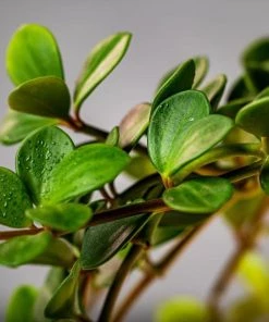 Garden Goods Direct Peperomia Hope