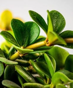 Garden Goods Direct Peperomia Hope