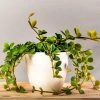 Garden Goods Direct Peperomia Hope