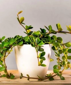 Garden Goods Direct Peperomia Hope