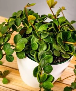 Garden Goods Direct Peperomia Hope