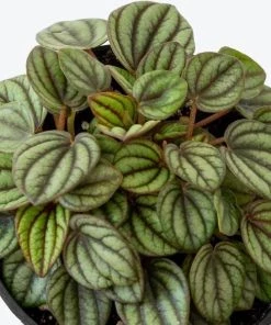 Garden Goods Direct House Plants Peperomia Piccolo Banda 7 Garden Goods Direct House Plants Peperomia Piccolo Banda