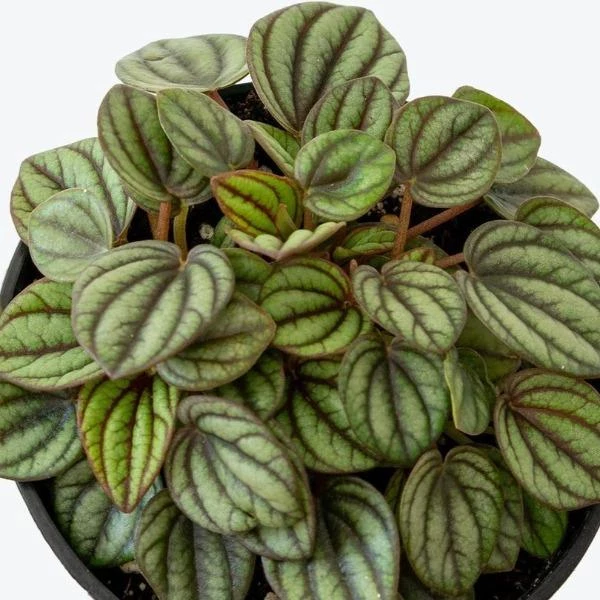 Garden Goods Direct House Plants Peperomia Piccolo Banda 4 Garden Goods Direct House Plants Peperomia Piccolo Banda