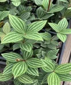 Garden Goods Direct Peperomia Puteolata House Plants