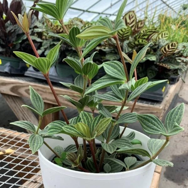 Garden Goods Direct Peperomia Puteolata House Plants 4 Garden Goods Direct Peperomia Puteolata House Plants