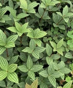 Garden Goods Direct Peperomia Puteolata House Plants