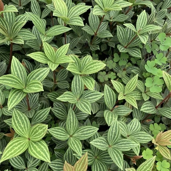 Garden Goods Direct Peperomia Puteolata House Plants 2 Garden Goods Direct Peperomia Puteolata House Plants