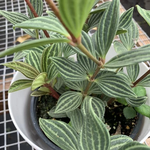 Garden Goods Direct Peperomia Puteolata House Plants 3 Garden Goods Direct Peperomia Puteolata House Plants