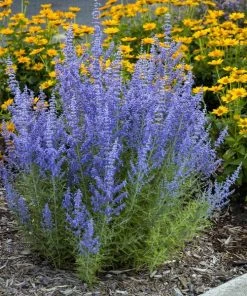 Garden Goods Direct Denim 'n Lace Russian Sage Perennials 6 Garden Goods Direct Denim 'n Lace Russian Sage Perennials