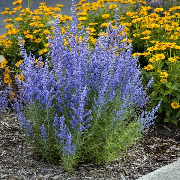 Garden Goods Direct Denim 'n Lace Russian Sage Perennials 3 Garden Goods Direct Denim 'n Lace Russian Sage Perennials