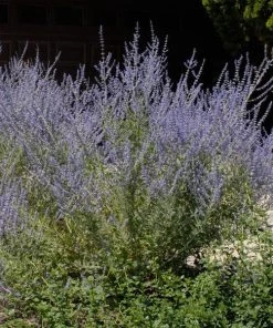 Garden Goods Direct Russian Sage Perennials