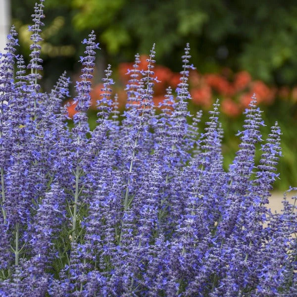 Garden Goods Direct Denim 'n Lace Russian Sage Perennials 4 Garden Goods Direct Denim 'n Lace Russian Sage Perennials