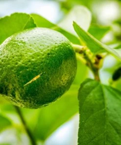 Garden Goods Direct Persian Lime Tree