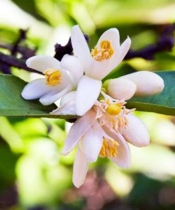 Garden Goods Direct Persian Lime Tree