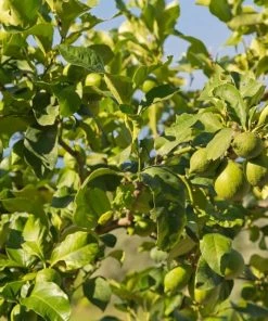 Garden Goods Direct Persian Lime Tree