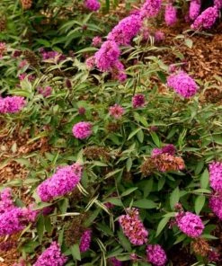 Garden Goods Direct Flutterby Petite® Tutti Fruitti Butterfly Bush Shrubs