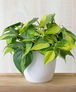 Garden Goods Direct House Plants Philodendron Brasil
