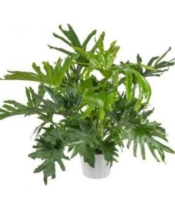 Garden Goods Direct Philodendron Lickety Split House Plants 6 Garden Goods Direct Philodendron Lickety Split House Plants