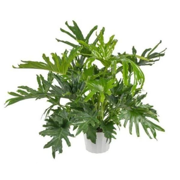Garden Goods Direct Philodendron Lickety Split House Plants 3 Garden Goods Direct Philodendron Lickety Split House Plants
