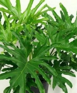 Garden Goods Direct Philodendron Lickety Split House Plants 7 Garden Goods Direct Philodendron Lickety Split House Plants