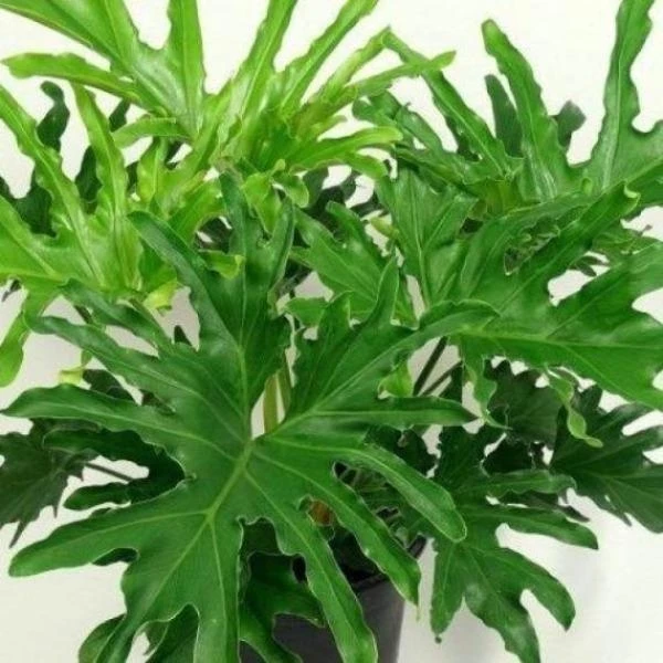 Garden Goods Direct Philodendron Lickety Split House Plants 4 Garden Goods Direct Philodendron Lickety Split House Plants