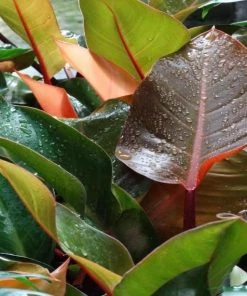 Garden Goods Direct House Plants Philodendron McColley's Finale