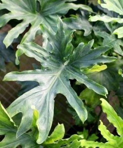 Garden Goods Direct Philodendron Hope House Plants 7 Garden Goods Direct Philodendron Hope House Plants